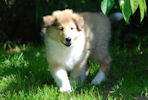 arwen