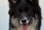 Edda